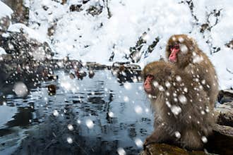 Snow Monkey