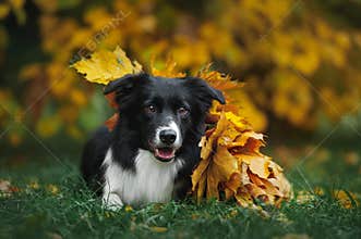 Happy puppy border collie