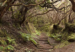 Anaga rain Forest in Tenerife