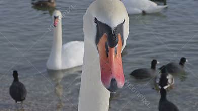 Mute Swan - Cygnus olor