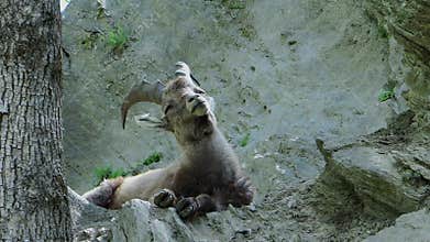 Alpine fauna. Young ibex.