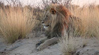 Male African lion