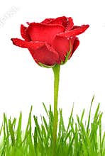 Red rose with dewy green grass