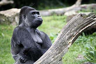 Gorilla