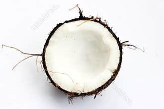 Coconut in section