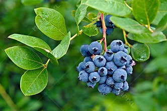 Blueberry cluster on bush