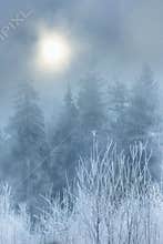 Fog in winter forest