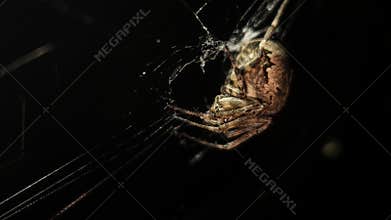 A large orb spider is crawling on its sticky web in the dark background