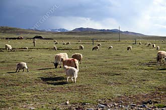 Sheep on the grassland