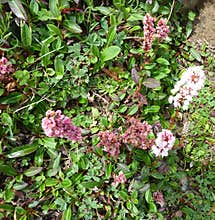 Polygonum affine, Himalayan bistort, Mountain knotweed,