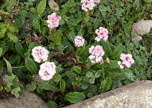 Polygonum affine, Himalayan bistort, Mountain knotweed,