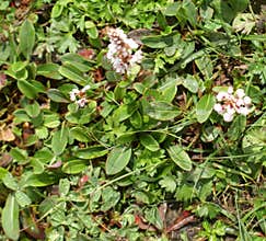 Polygonum affine, Himalayan bistort, Mountain knotweed,