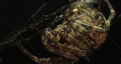 Orb-weaver spider hunting and feeding on web at night.