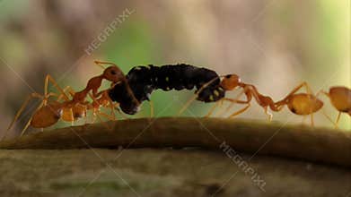 Red Weaver Ants Carrying Caterpillar Close Up, Insect Teamwork Survival Behavior Macro, Wildlife India.