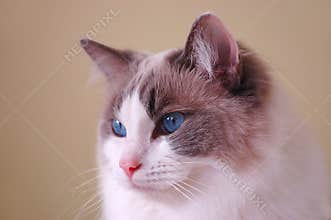 Ragdoll Cat