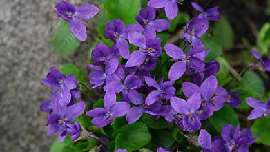 Wild purple violet flowers blooming among green leaves in nature
