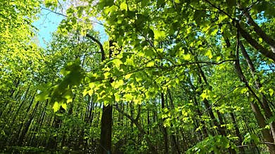 April 23, 2026. A walk through a spring forest in Pennsylvania, USA.