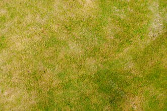 Grass texture