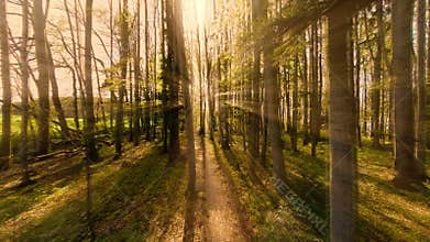 Aerial view of forest trees at sunset. sun beaming light