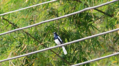 Oriental magpie robin is sings.