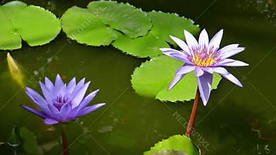 Lotus flowers