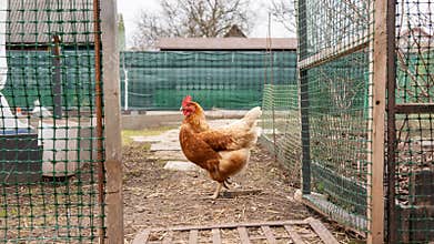 Brown hen walking through gate in backyard coop area