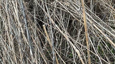Dry grass weeds twigs on ground after snow melt spring field natural texture closeup