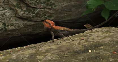 Agama Lizards Mating in Natural Habitat, Wildlife Reproduction Behavior Forest 4K