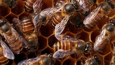 Honey Bees Working with Queen Bee on Hive Close Up, Beehive Honeycomb Colony Activity, Apiculture Pollination Nature.