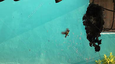 Purple Rumped Sunbird Building Hanging Nest, Leptocoma Zeylonica Bird Nesting Behavior