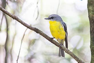 An Eastern yellow robin perched on a branch in the rainforest.
