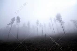 Forrest