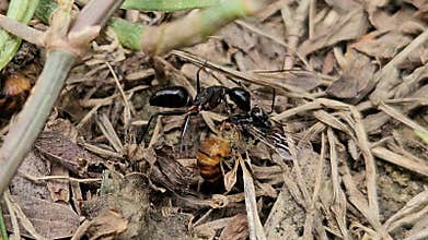 Black Ants Attacking Honey Bee Close Up, Predator Insect Behavior, Wildlife Scene India.