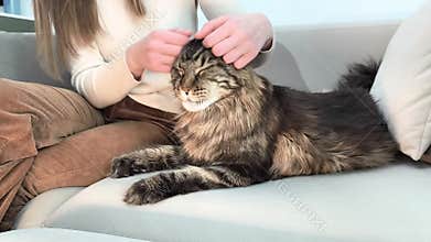 Owner gently scratches ears and face of maine coon cat