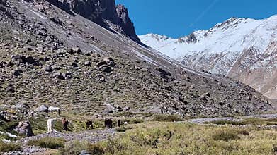 Horses in Volcano Valley, Andes Mountains, Chile