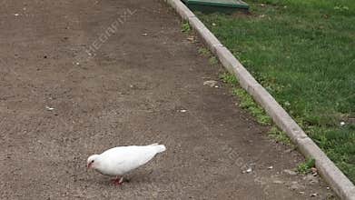 White Pigeon