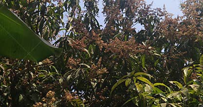Mango Tree Blossoms in Natural Garden Spring Flowering Season Tropical Orchard India