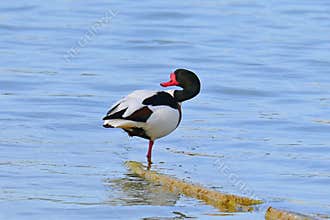 Shelduck , Tadorna tadorna , in the waters of a coastal lagoon
