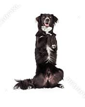Well Trained Border Collie Mix Breed Dog Begging - Extracted