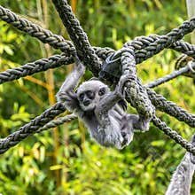 Silvery gibbon baby, Hylobates moloch in a German park