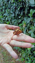 Monarch butterfly perched on a hand with a blue pool in the background