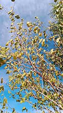 Tree branches with yellow green leaves blue sky Damascus