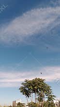Blue sky with clouds birds and trees Damascus Syria