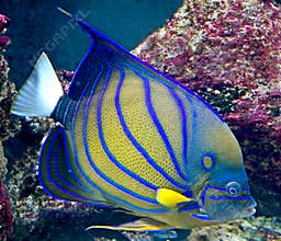 Tropical fish 24
