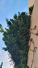 Green Tree and Climbing Plant on Building Wall with Blue Sky