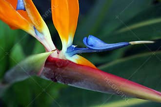 Bird of Paradise