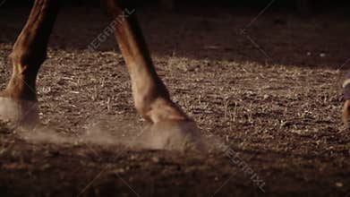 Horse wearing leg bandages