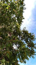 Lush Green Tree Leaves Against Bright Blue Sky