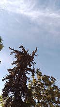 Majestic Pine Tree Crown Reaching Into Clear Blue Sky With Fluffy Clouds - Nature Background
