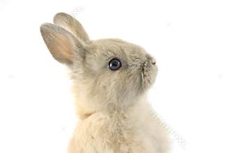 Baby of Netherland dwarf rabbit